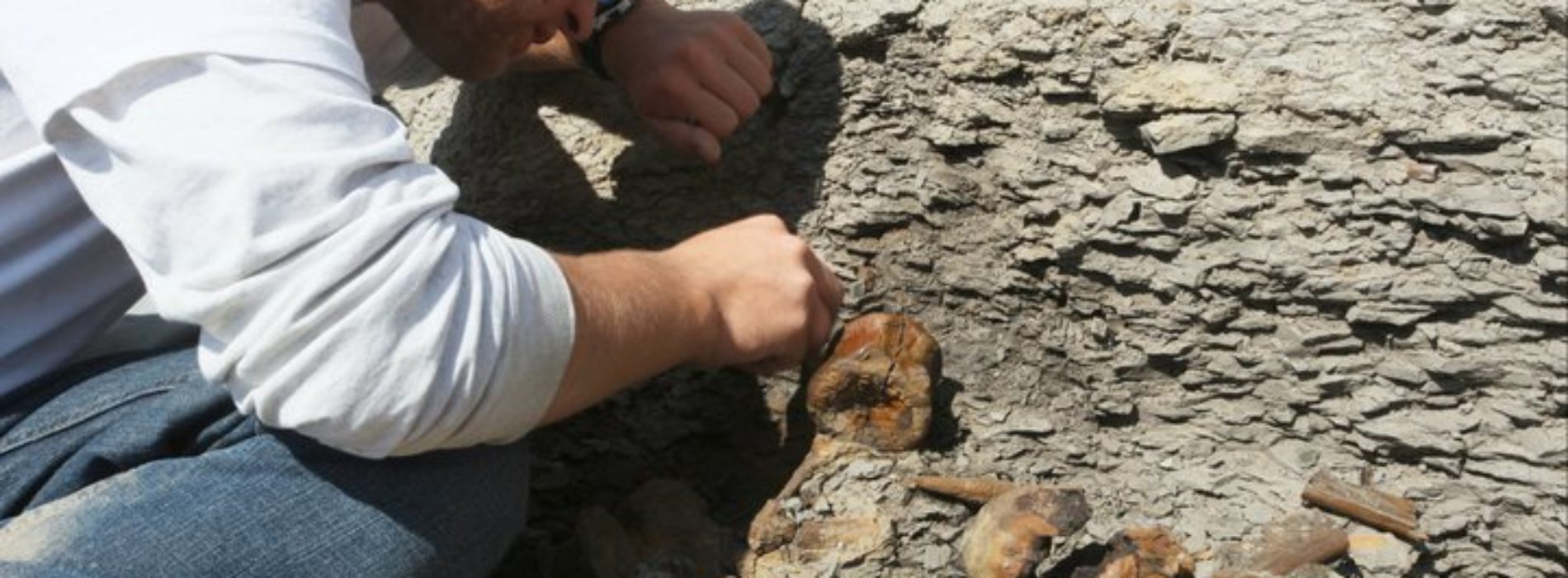 Application Deadline for Dino Dig Approaches